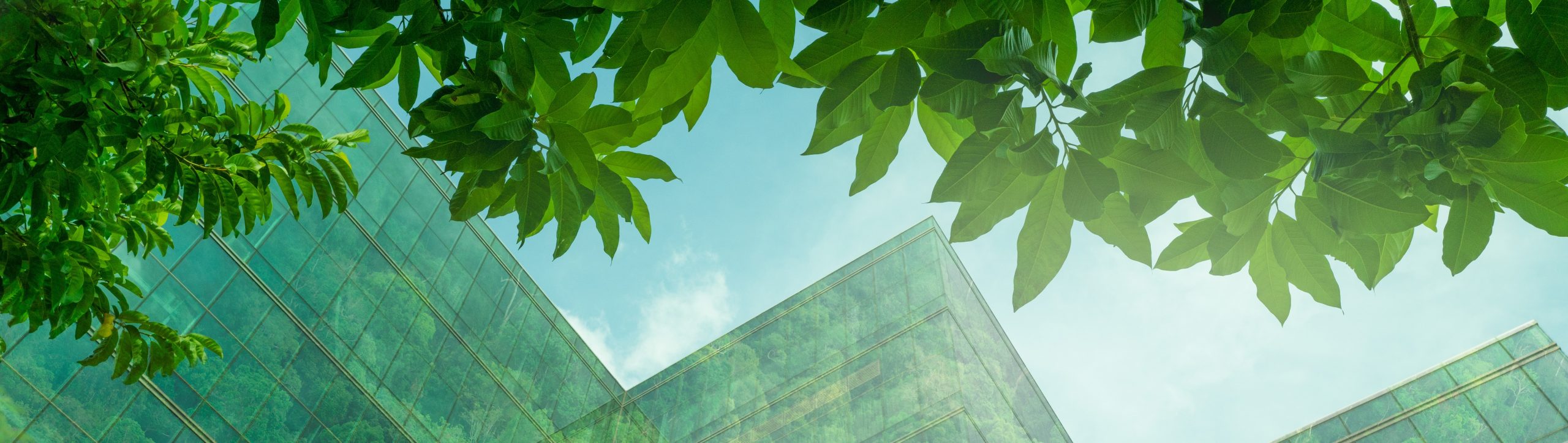 ecofriendly building modern city sustainable glass office buildingj with tree reduce carbon scaled