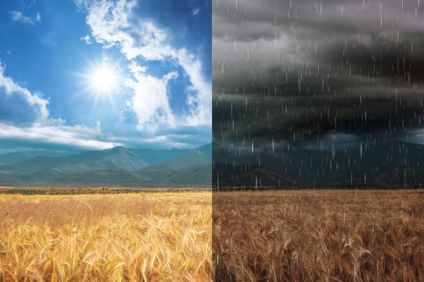 wheat field during sunny stormy weather collage 1 wheat field during sunny stormy weather collage 1